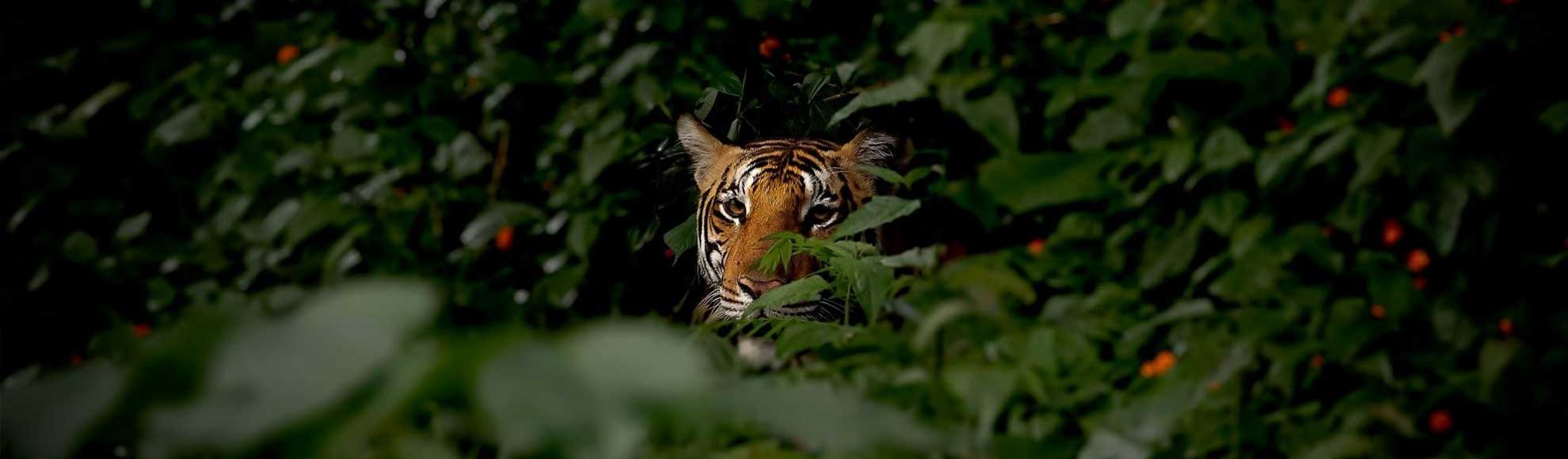 Amit Vyas Photgraphy